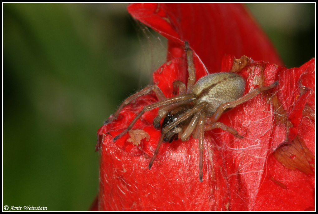 Araneae d''Israele